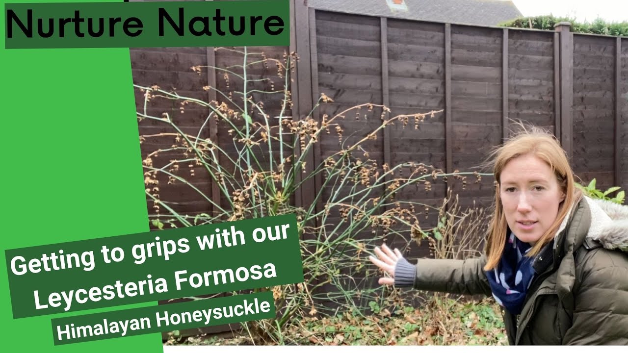 Gardening diaries #27 - What is a Leycesteria Formosa?