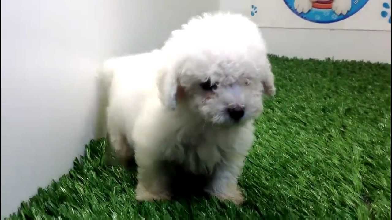 venta de perros cachorros French Poodle Mini Toy Macho Cachorros y mas cachorros.com