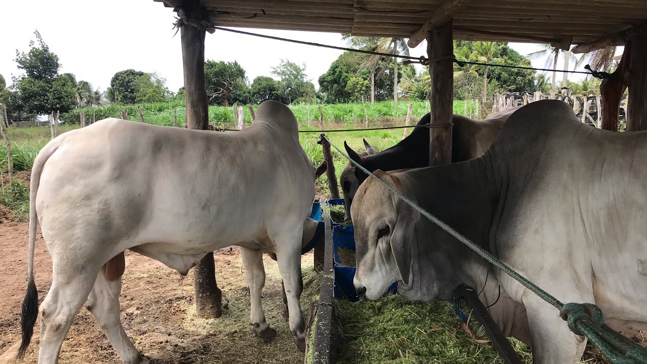 #COMO MANTER A #ENGORDA DOS BOIS  COM #CAPIAÇU E #PROTEINADO