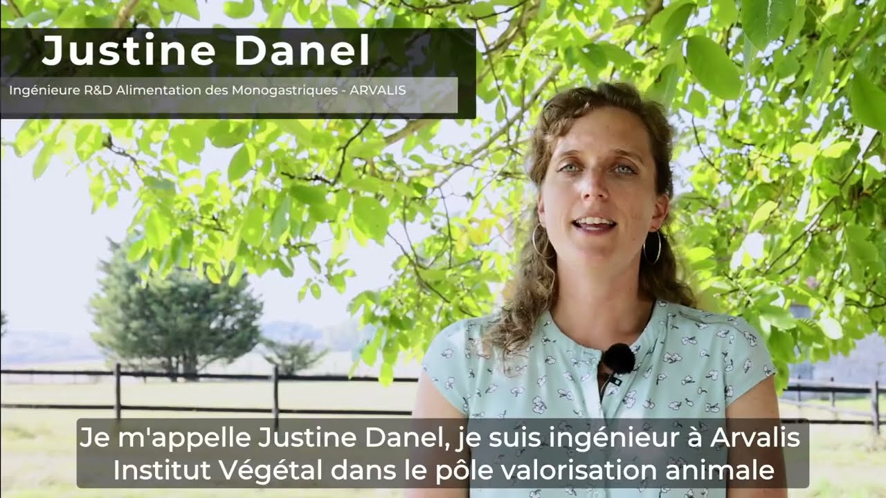 Alimentation des porcs et des volailles - sorgho