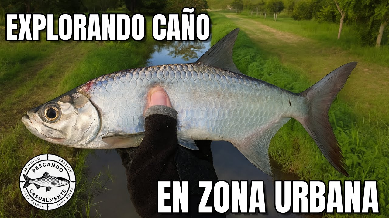 EXPLORANDO y PESCANDO en caño urbano | Róbalo y Sábalo | Pescando Casualmente 🇵🇷
