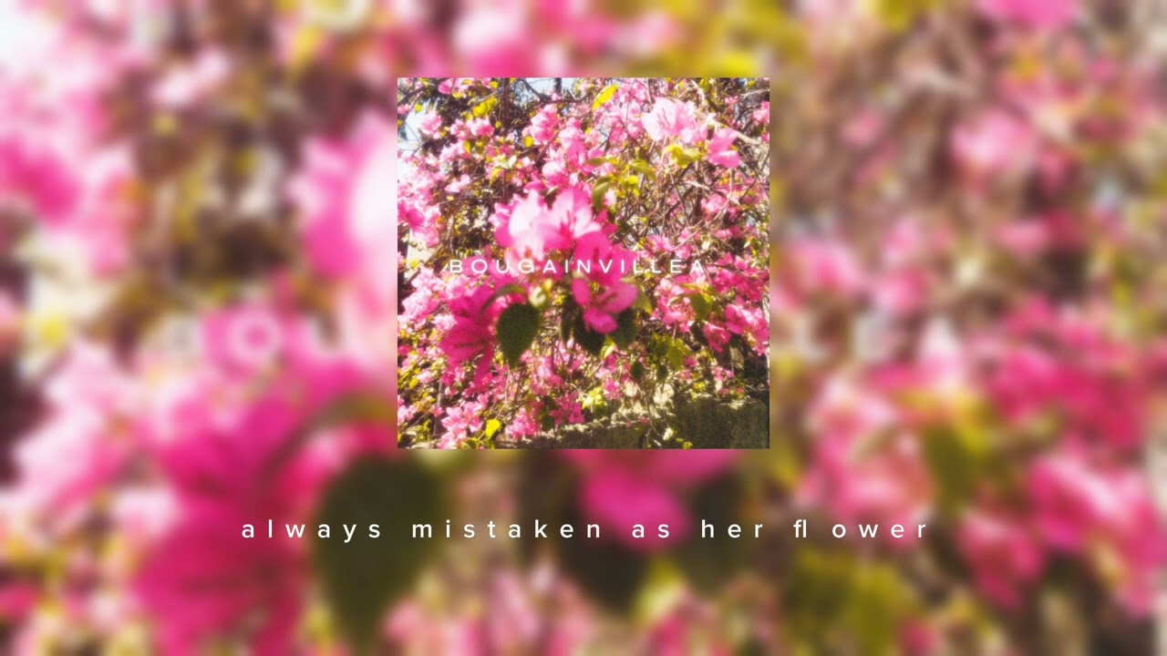 bougainvillea (audio)