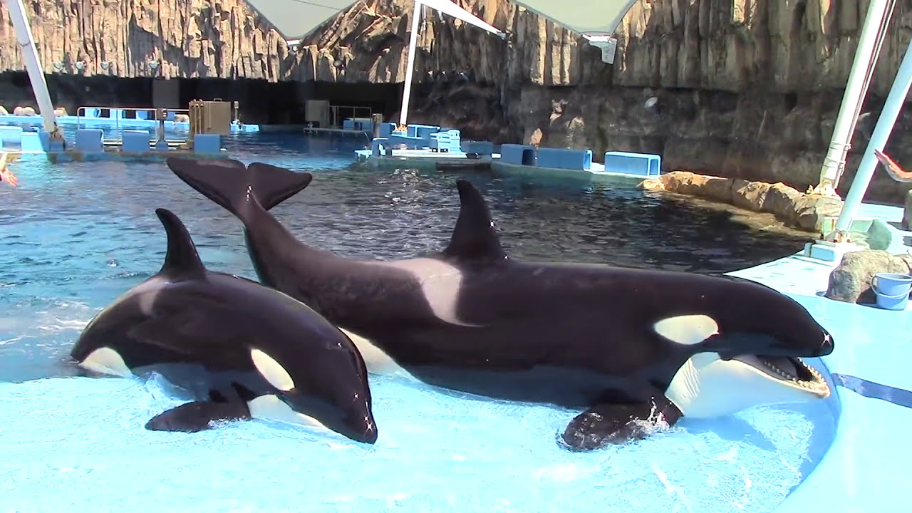 Killer Whale Training Session at Port of Nagoya Aquarium 9/12/15　名古屋港水族館 シャチ公開トレーニング