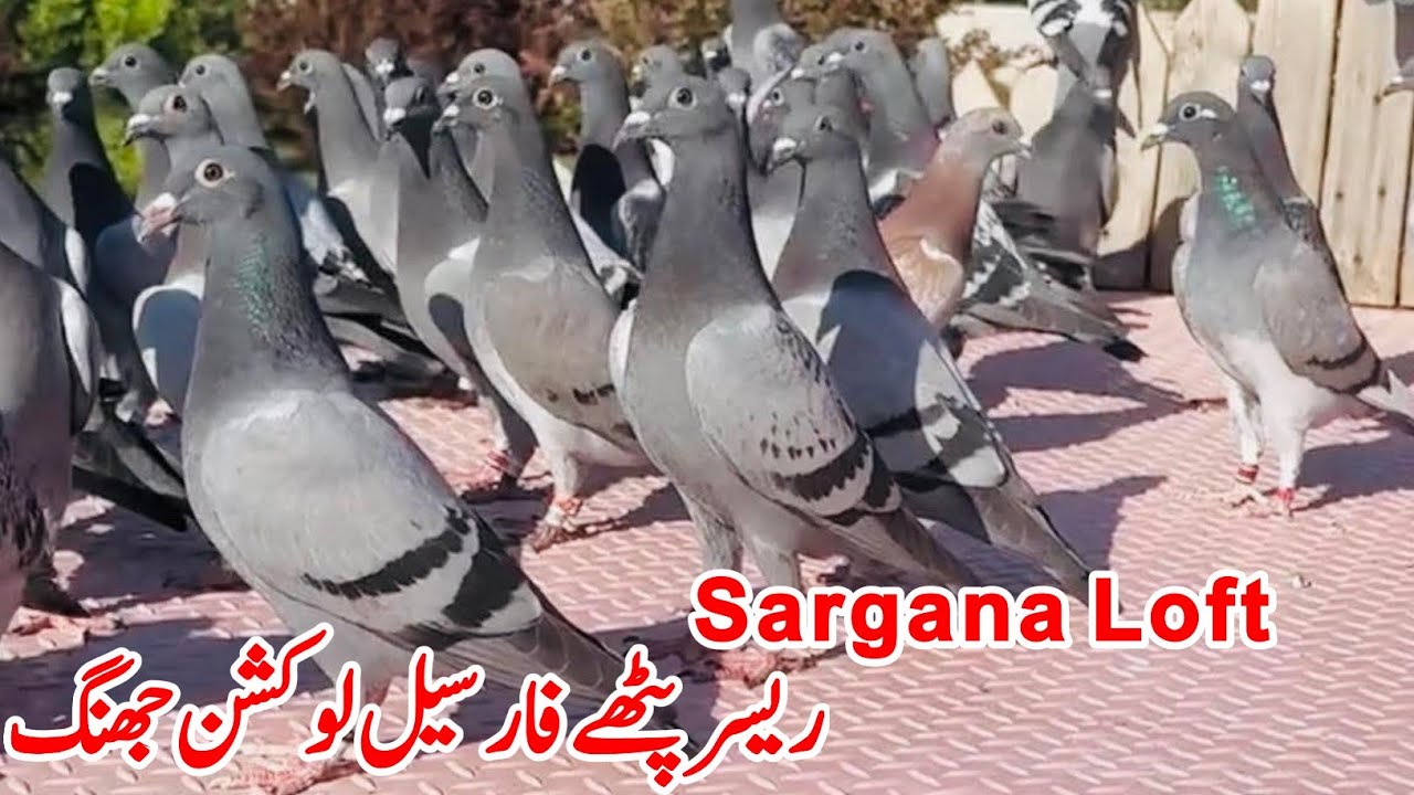 Racer Kabootar | Qasid Kabootar For Sale | Racer Pigeon | Sargana Loft 
