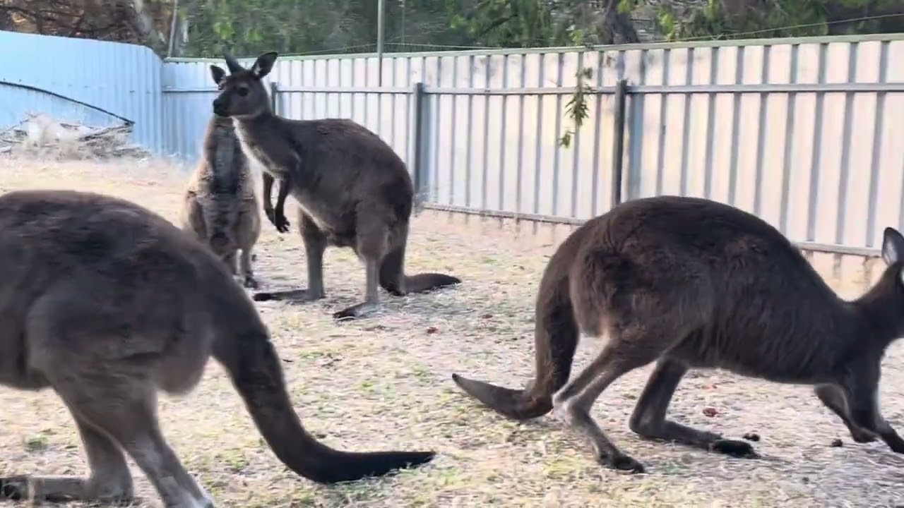 Kangaroo Island kangaroos. @NTTOPADVENTURES  bookings@nttopadventures.com.au