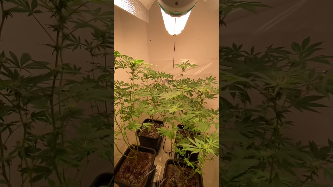 First 2 weeks of flower