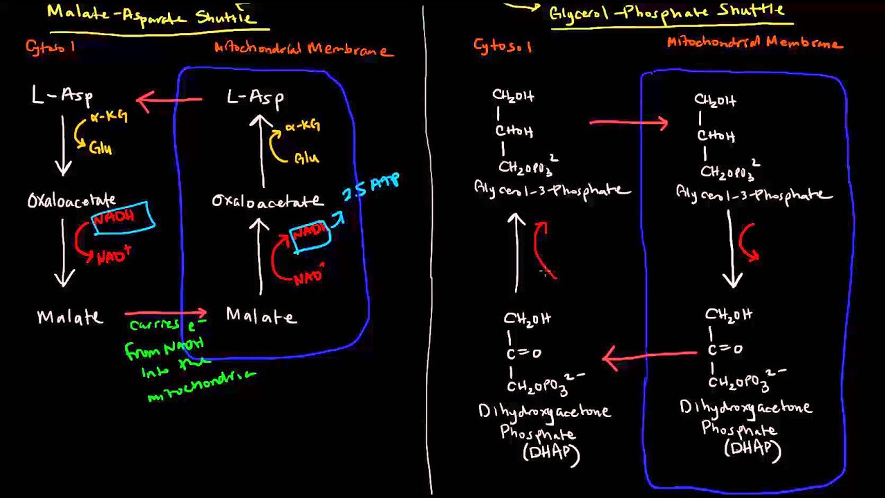 Shuttle Mechanisms (Malate-Aspartate and Glycerol-Phosphate)