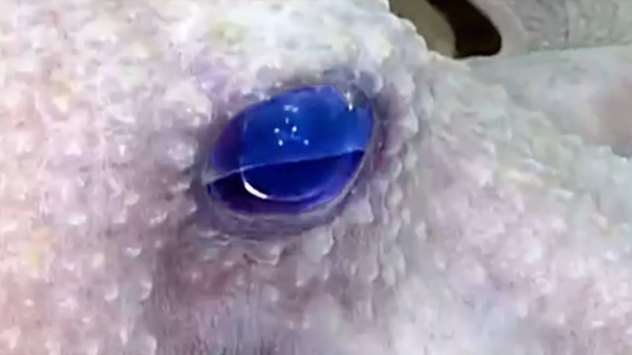 10 New ROV Encounters with Strange Deep Ocean Creatures in the Pacific Northwest
