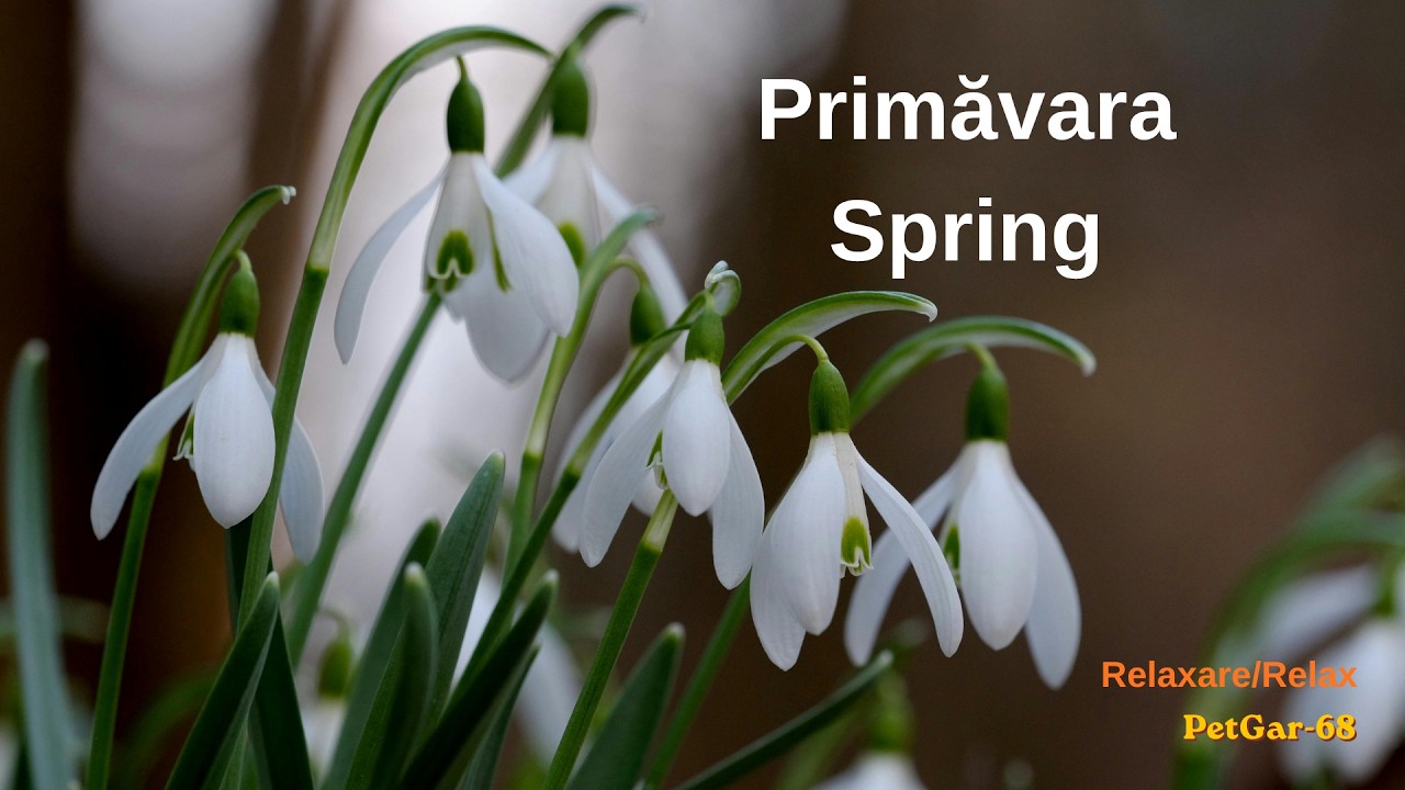 Primăvara (Spring / Весна) 🌿 Melodie Instrumentală de Suflet — Petru Garbuz