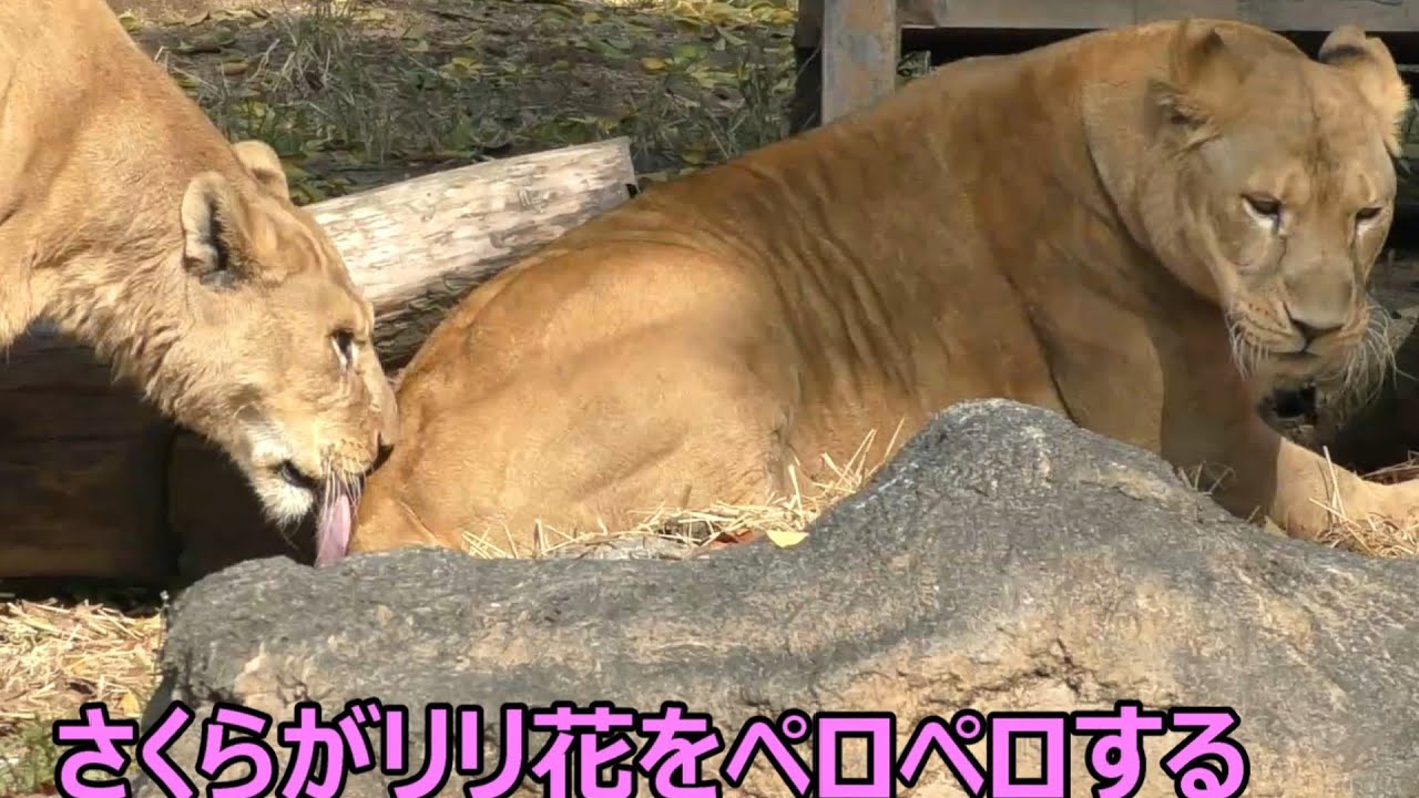 仲が良いライオンの群れ（リリ花親子＆さくら）とべ動物園にて