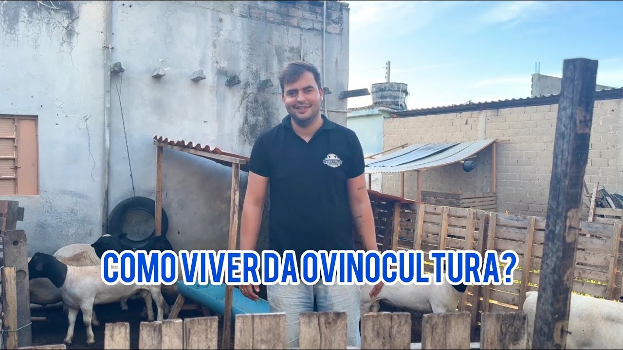 COMO VIVER DA OVINOCULTURA? - DORPER