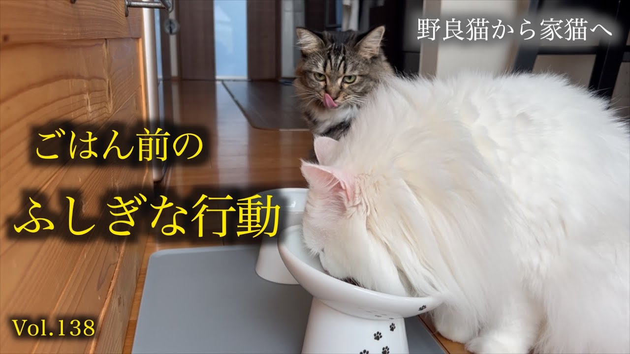 愛猫のご飯の食べ方がなんかヘンなんです。。。