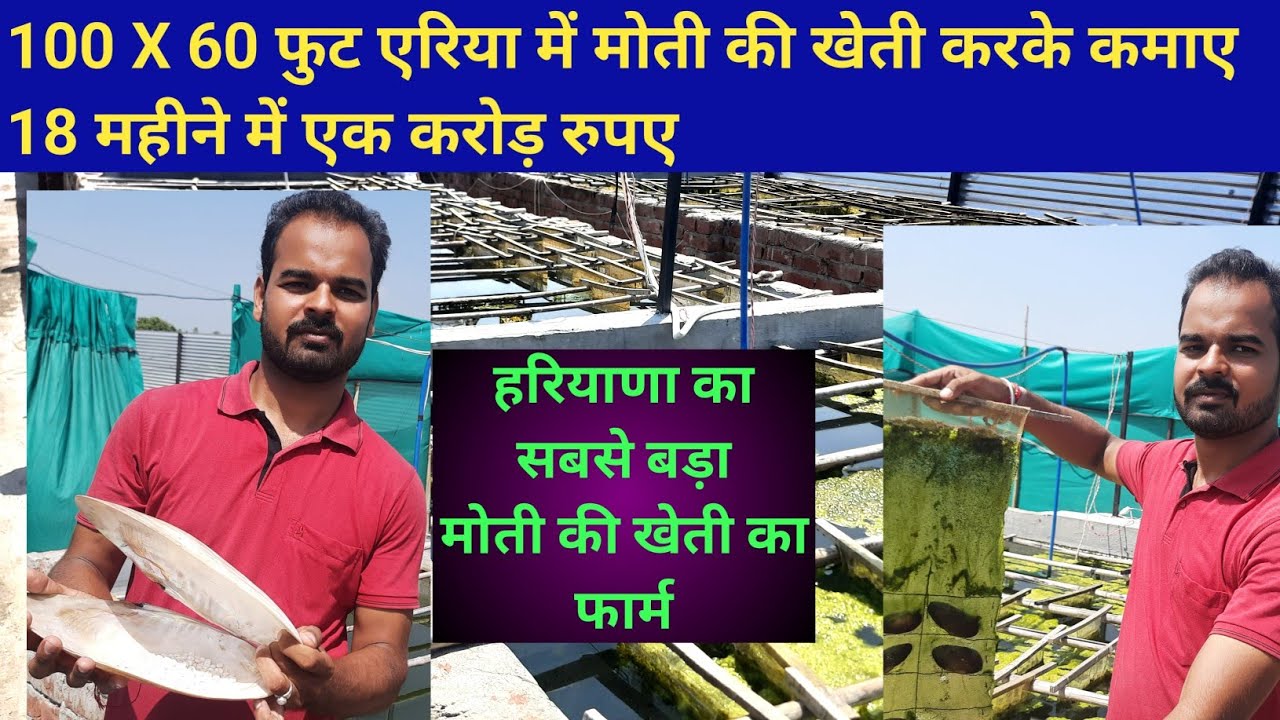 peral farming// मोती की खेती// मोती की खेती वो भी हरियाणा में// #Rapdiya Farming//#रापड़ियाफार्मिंग