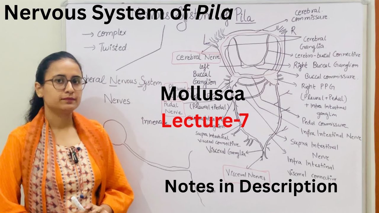 Nervous System of Pila | Type Study Pila | Apple Snail | Notes in Description.