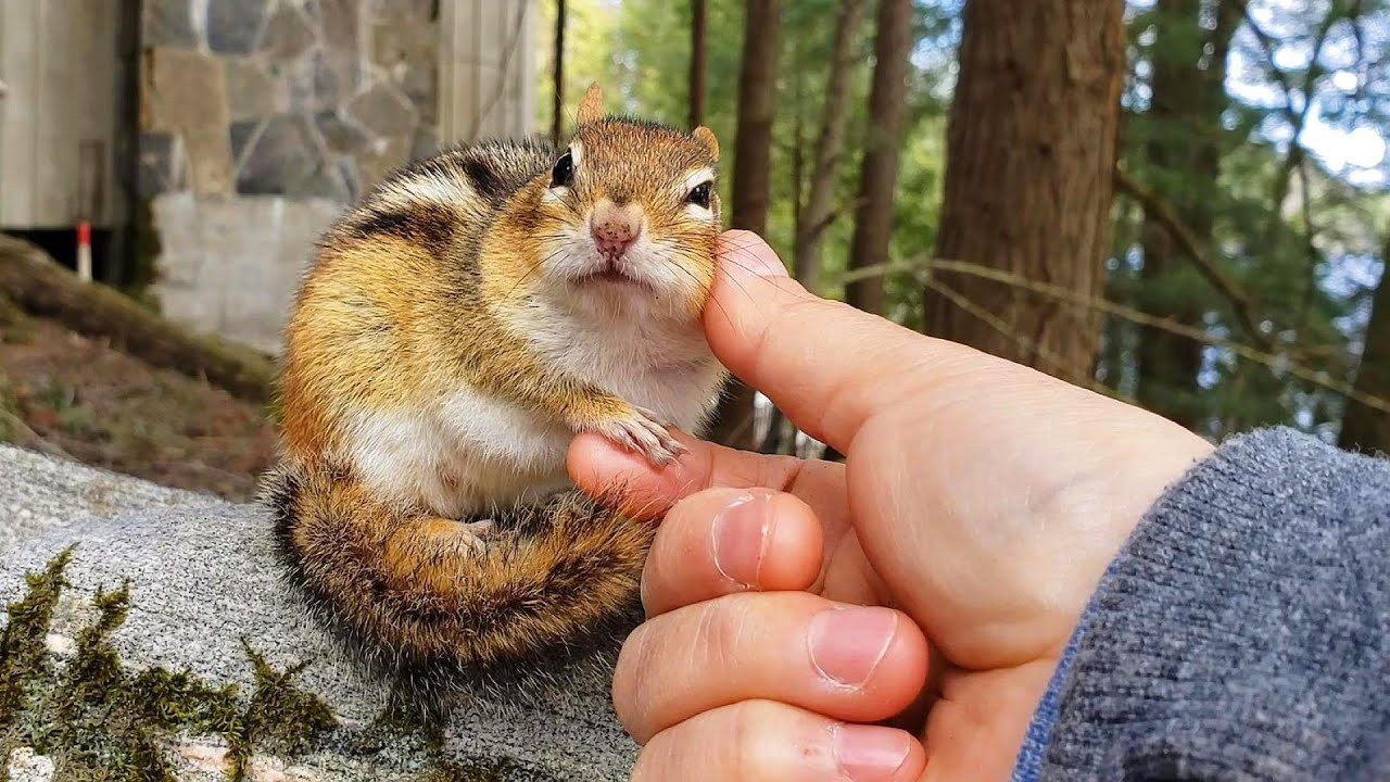 다람쥐가 허락해야 가능한 놀이 This Playtime Is Only Allowed If Chipmunks Agree