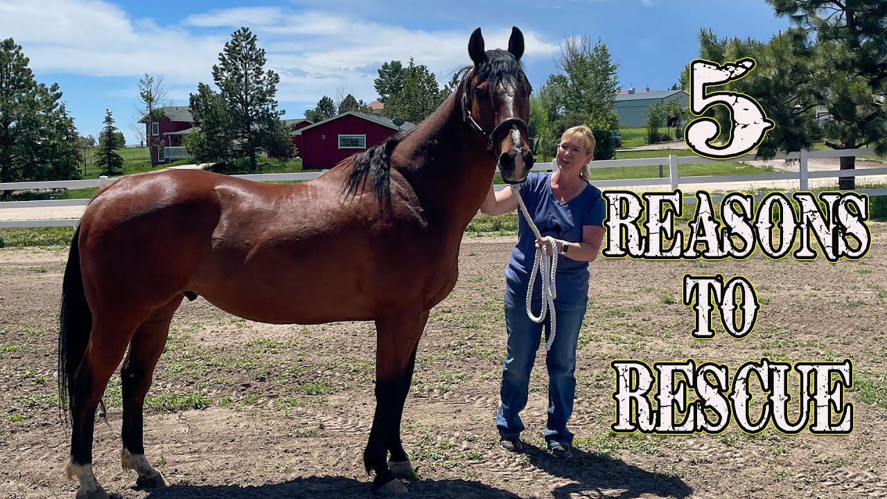 Where To Find Affordable Horses For Sale