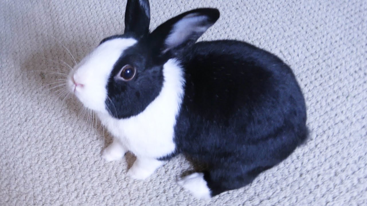 Cheeky rabbit gets riled up
