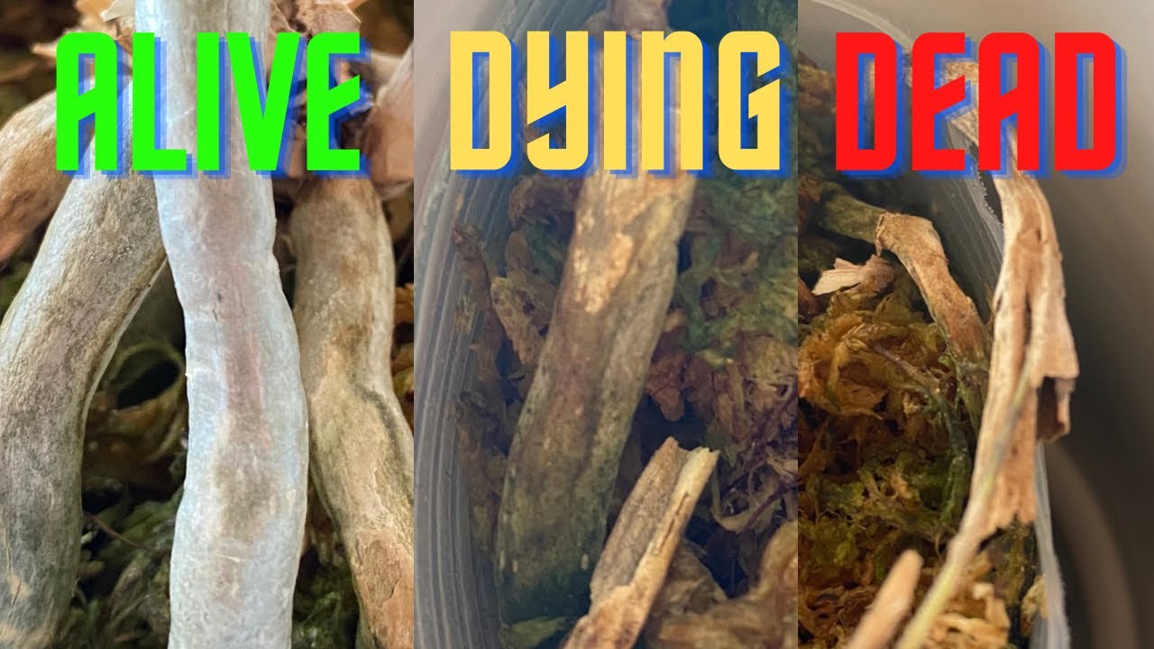 Identifying ALIVE VS. DYING VS. DEAD Orchids Roots!