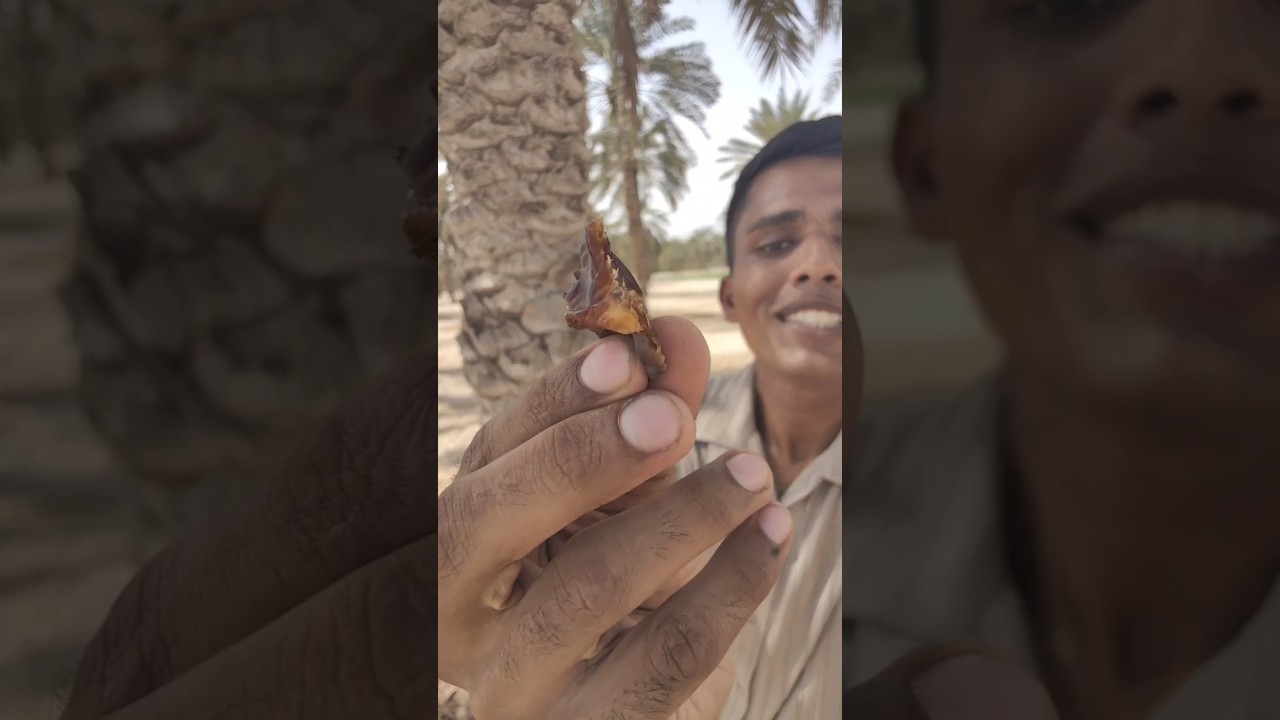 ലോകത്തിലെ ഏറ്റവും നല്ല dates കഴിച്ചു.. 🫶 Best Dates in the world...#malayalam #minivlog