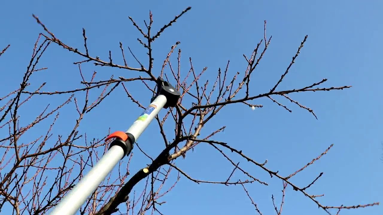 Come potare una vecchia pianta di pesco