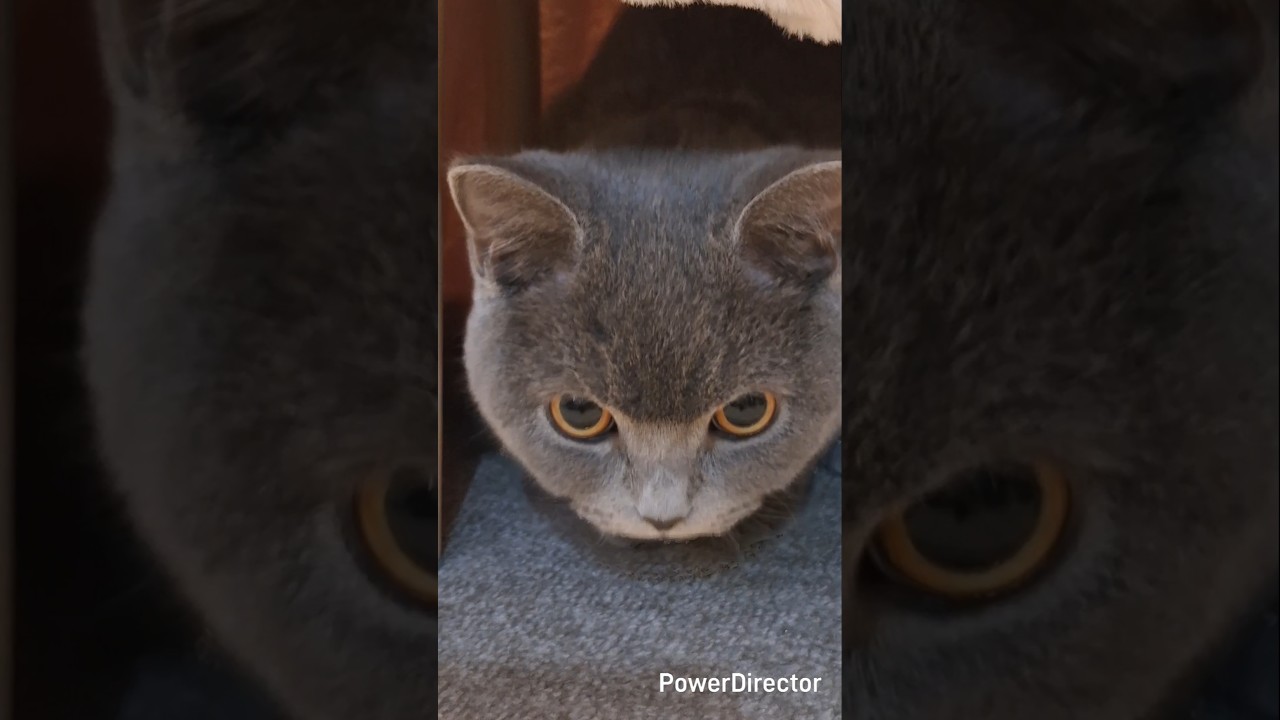 #britishshorthair