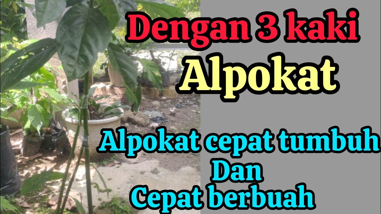 Alpokat dengan 3 kaki, cepat tumbuh dan cepat berbuah