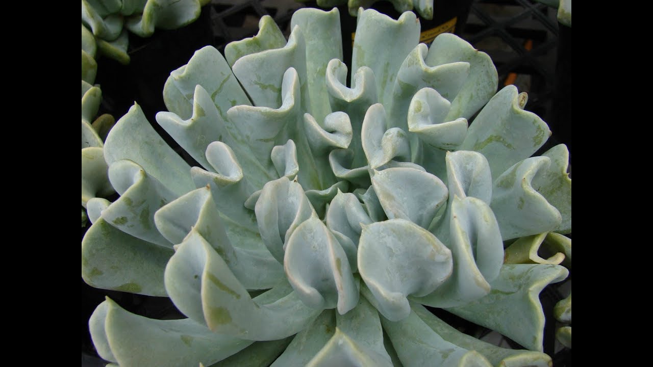 Espécies de Suculentas - Echeveria runyonii 'Topsy Turvy'