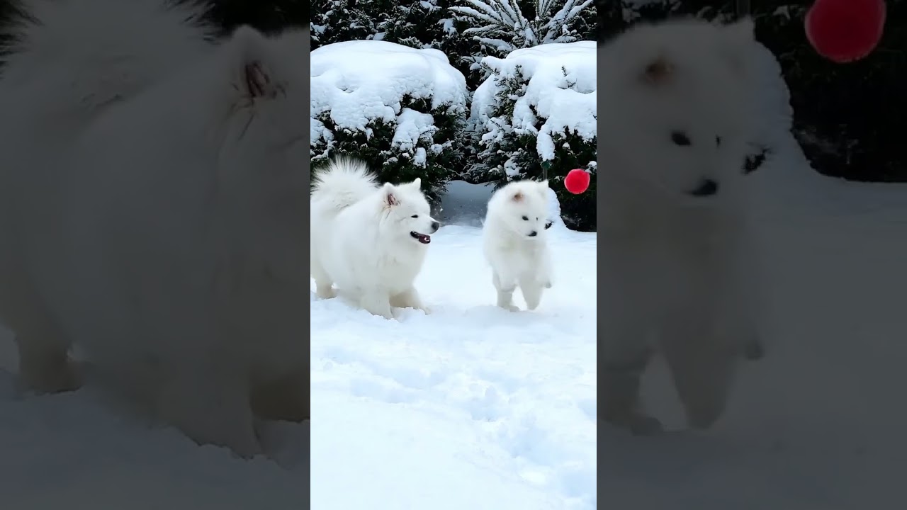🐶 Dogs playing in snow 