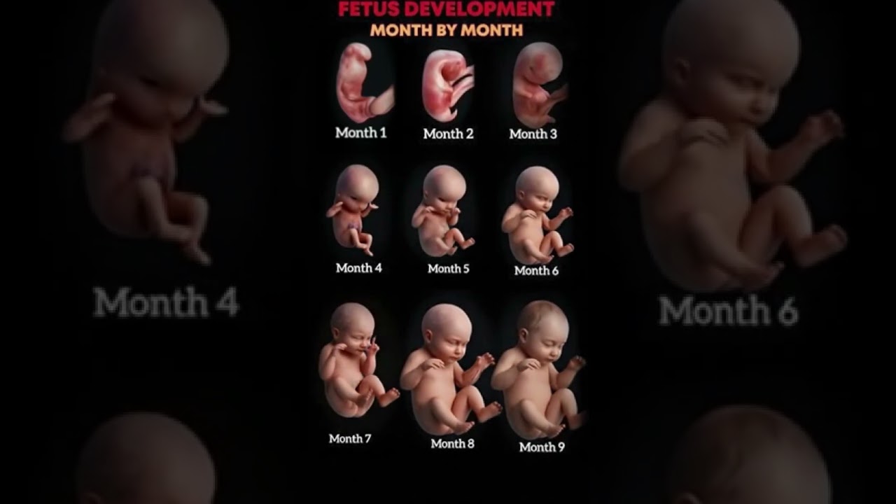 Fetal Development Month by Month | How Baby Grows in the Womb