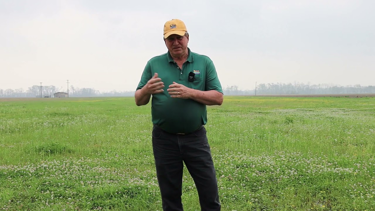 Clover Utilization in Pastures with Drs. Ed Twidwell and Wink Alison
