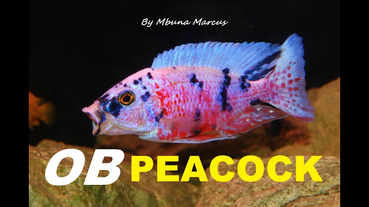STUNNING FISH | OB PEACOCK AFRICAN CICHLID