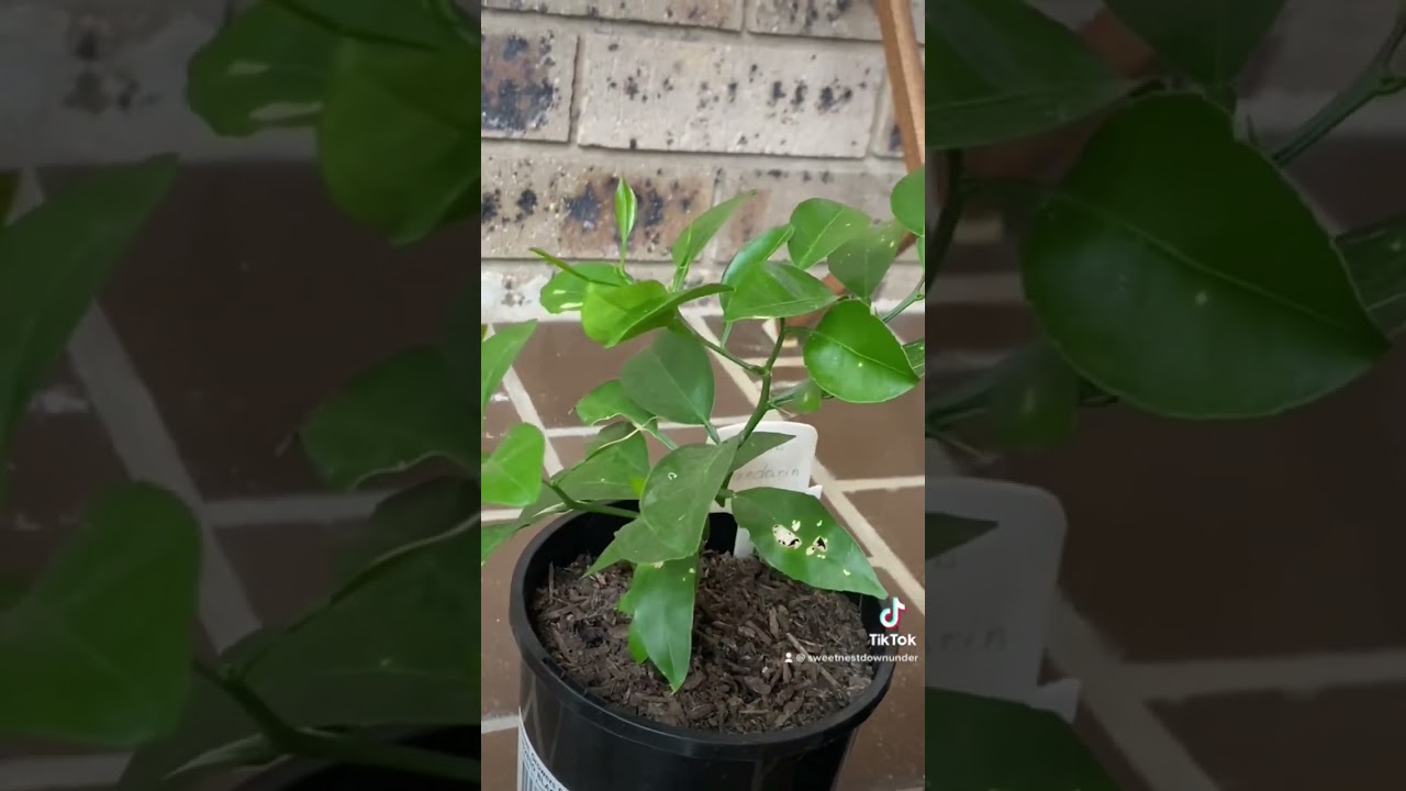 My thriving #sumomandarin 🌱! #growingsumomandarin #growsumomandarin