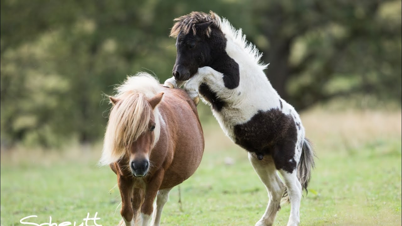 Es ist soweit: Fohlen absetzen