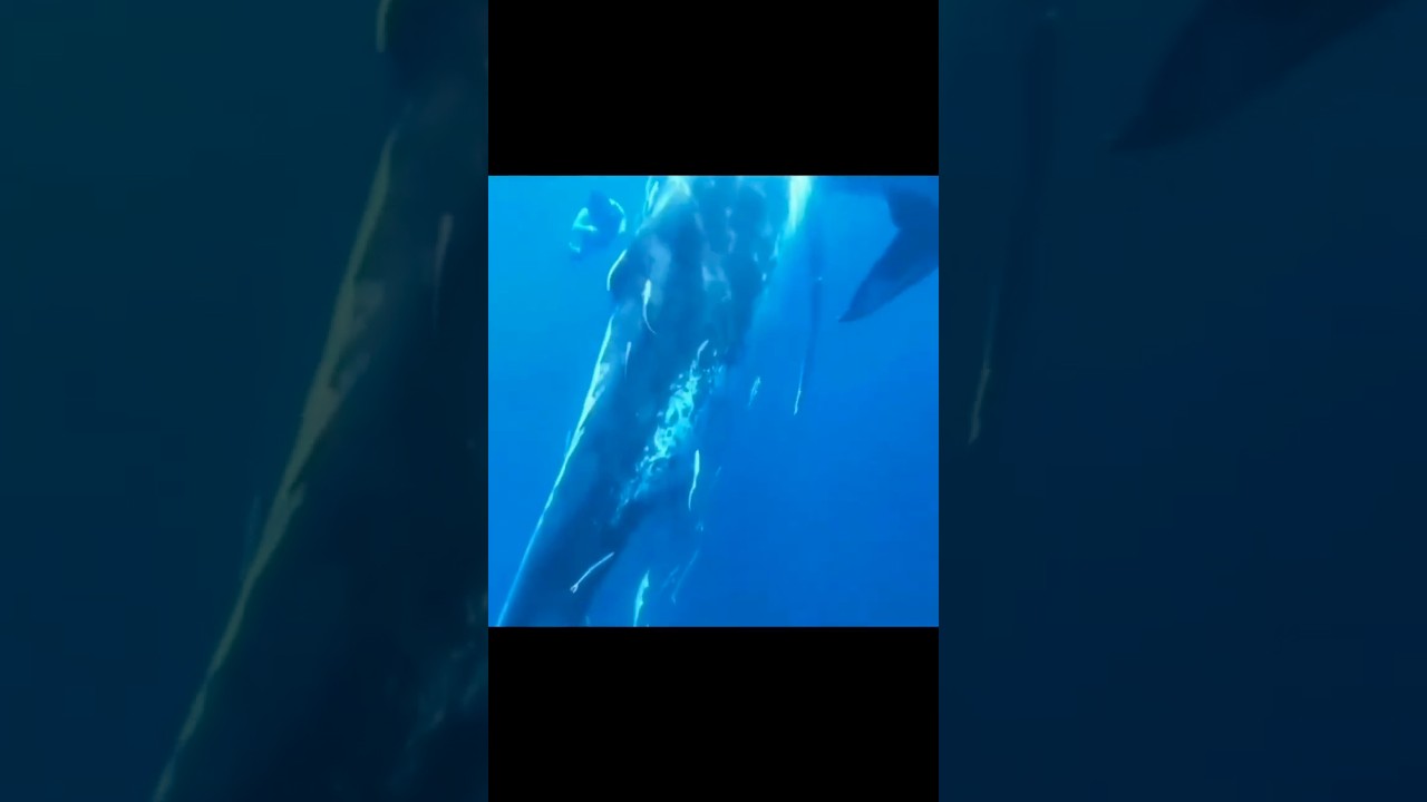 Awesone help by Diver  #fishingaddict #sunfish #fishsaving  #fishing #diver #netcutting
