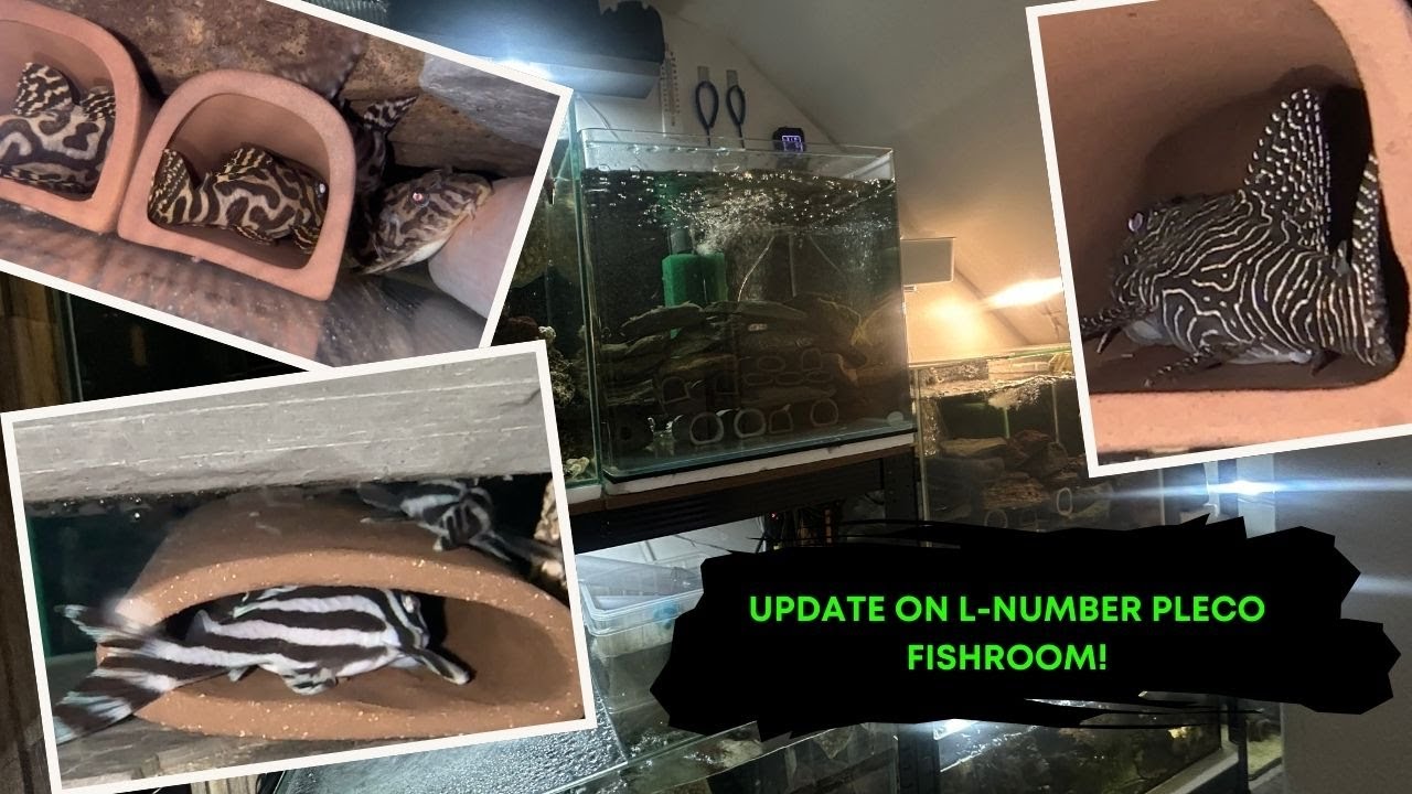 Update on L-number Pleco Fishroom