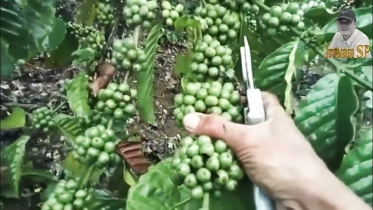 Kang wana bukan master kaleng kaleng