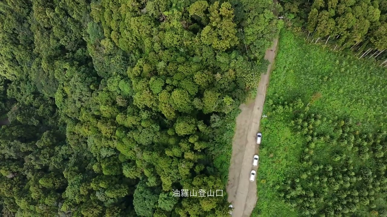 20250912 上坪溪芒花, 羅山林道, 花園部落
