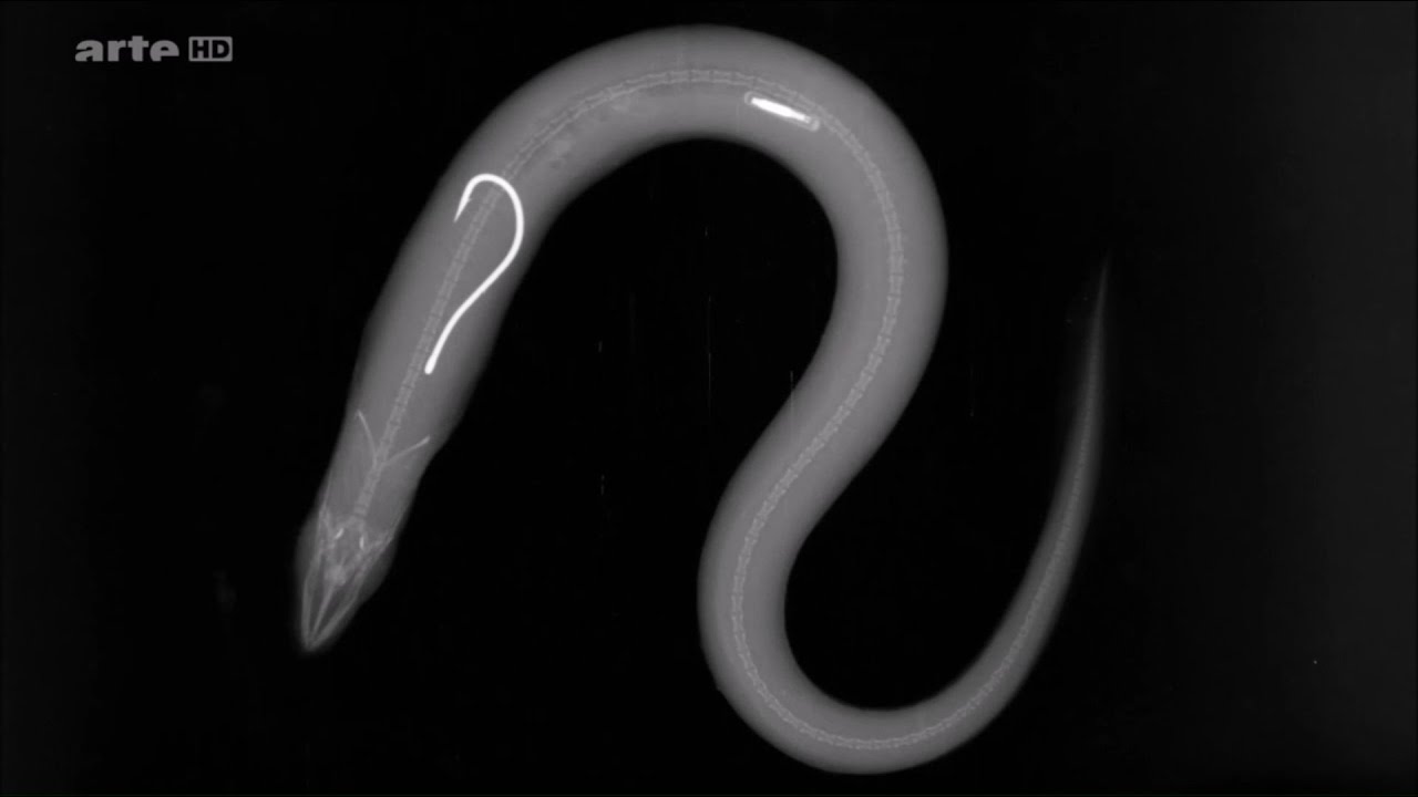 Quelles sont les chances de survie d'un poisson qui a été capturé avec un hameçon ?