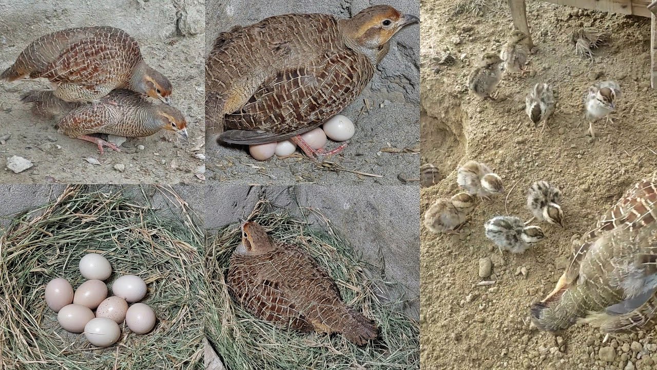 Grey Francolin Hatching Eggs | The Grey Francolin Is Laying An Egg | Teetar Andon Per Baithi Hai