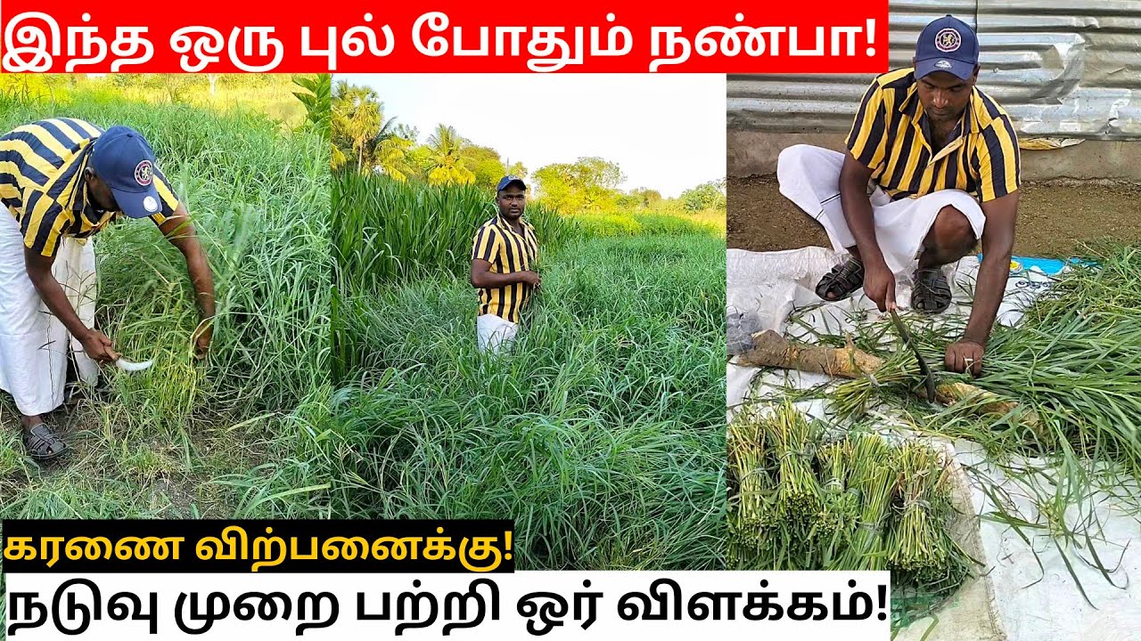 இந்த மாதிரி பண்ணுங்க! நல்ல 
