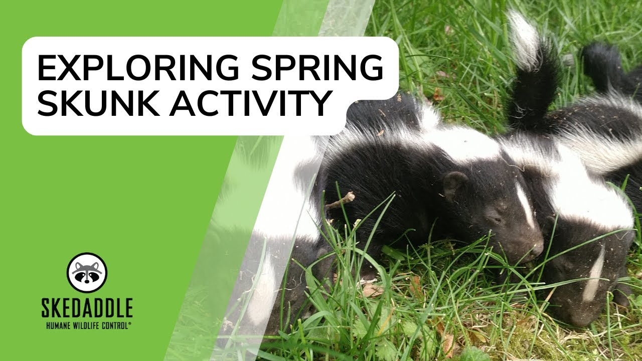 Exploring Spring Skunk Activity With Skedaddle Humane Wildlife Control