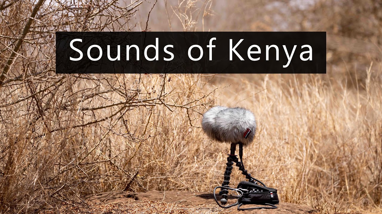 Soft wind in the African savanna
