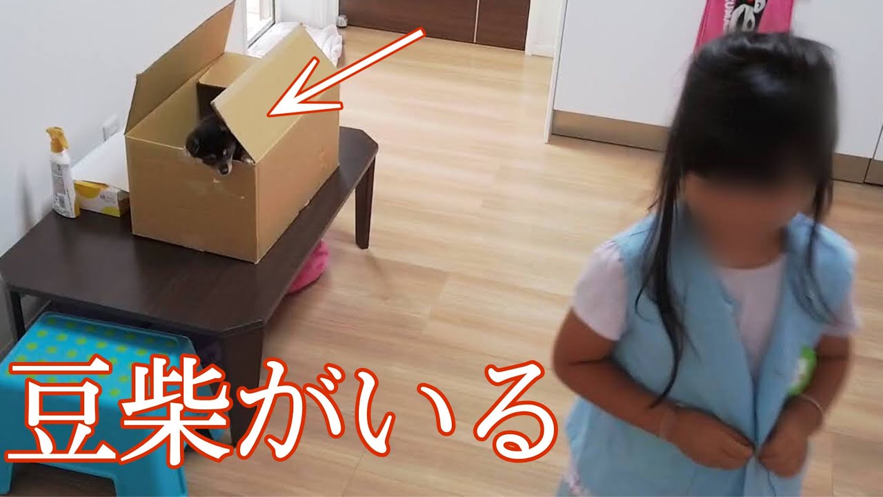 【豆柴】帰ってきたら豆柴がいるサプライズ　果たして結果は？