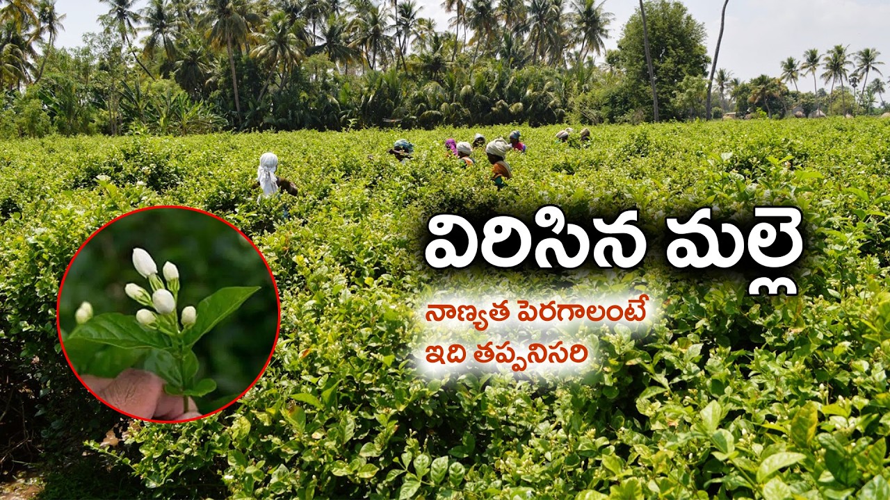 E447 | మల్లె పూల నాణ్యత పెరగడానికి ఇలా చేయండి| #gramabazaar| 94912 78836