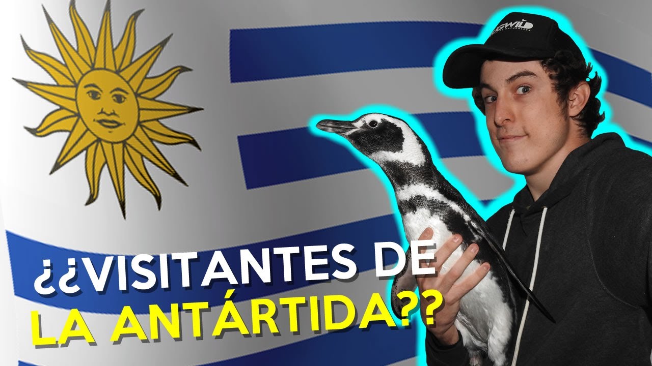 ¡¿PINGÜINOS EN URUGUAY?! by: ¡El Bichero del Canal 4!