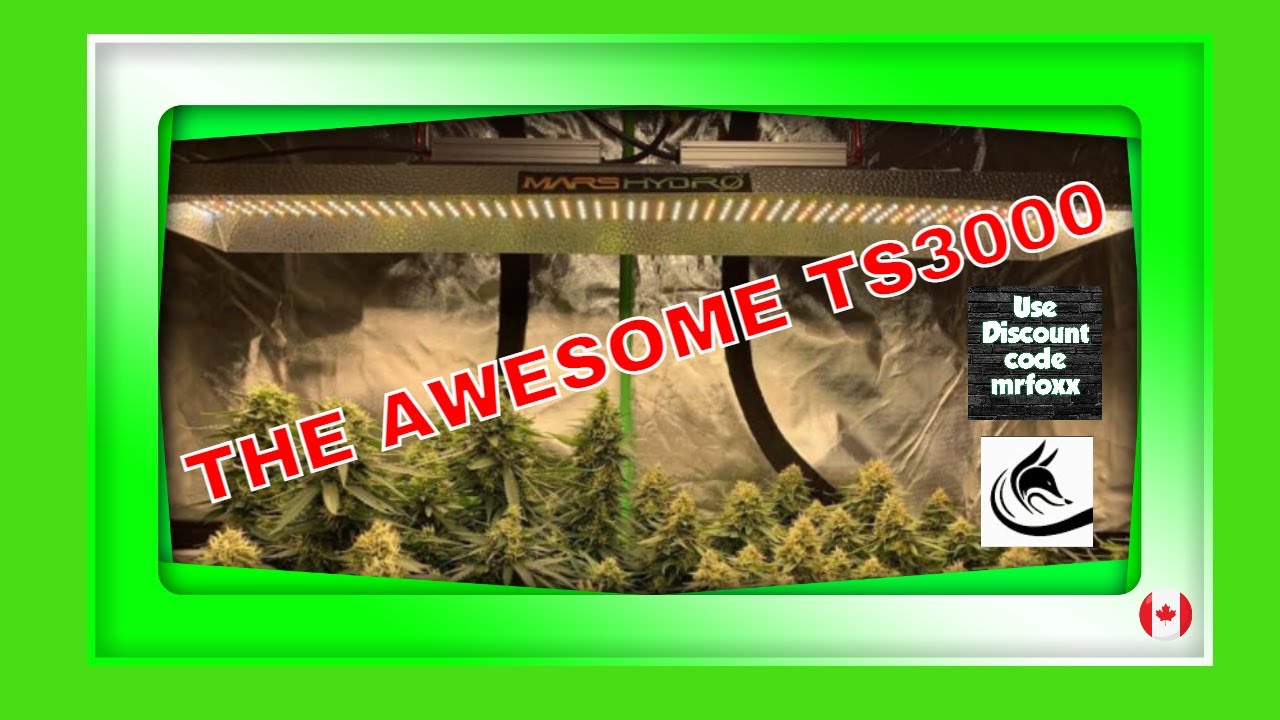 My New Mars Hydro Led TS3000 See How Awesome It Is. Growing Marijuana