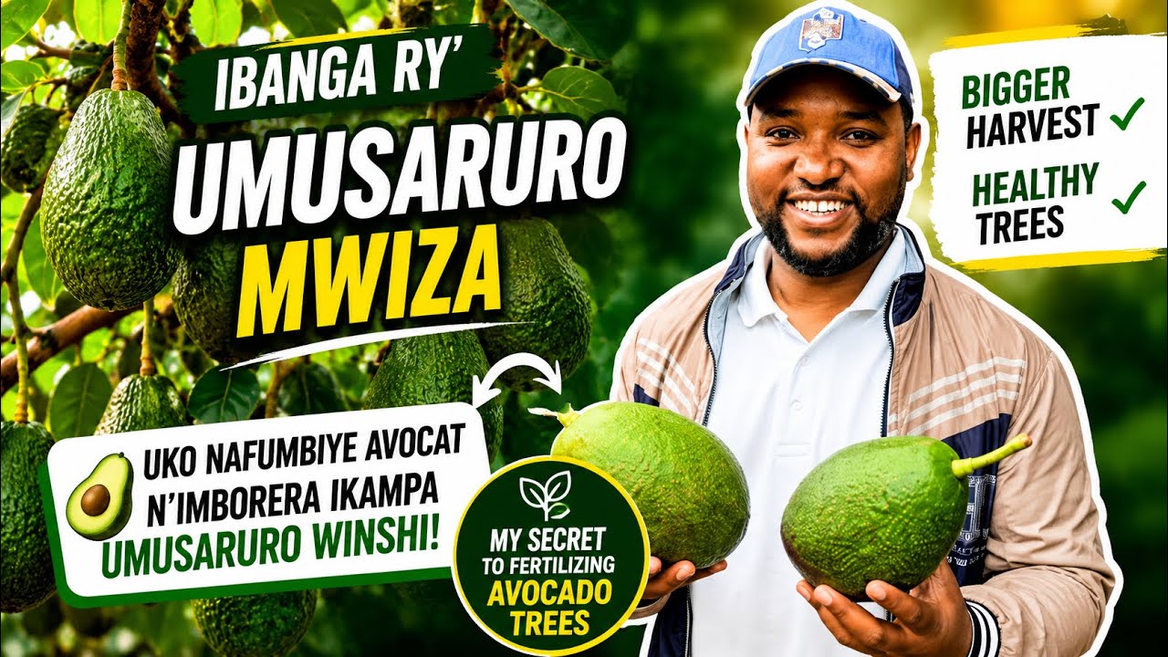 🌱🥑Uko Nafumbiye Avocat n’Imborera Ikampa Umusaruro Mwinshi!🌱🥑|My Secret to Fertilizing Avocado Trees