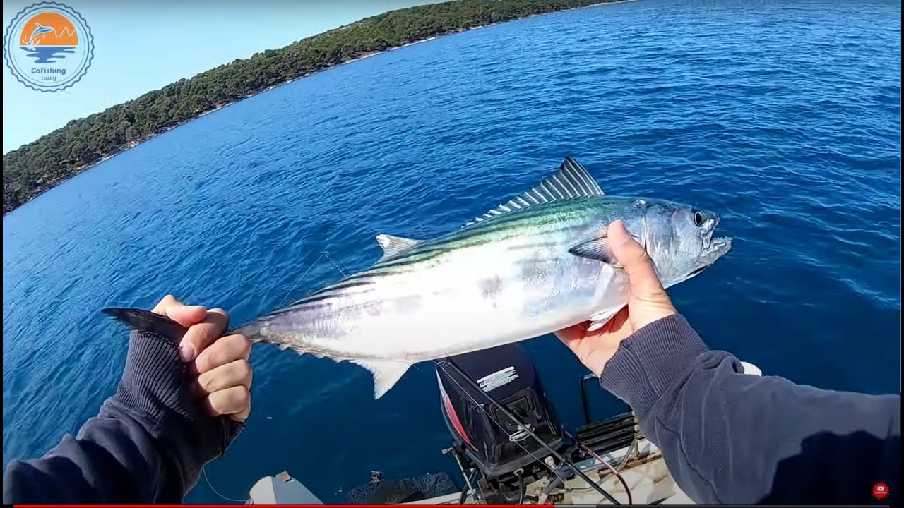 Proljetni spin - palamide Mali Lošinj 04-2022- Bonito spinning