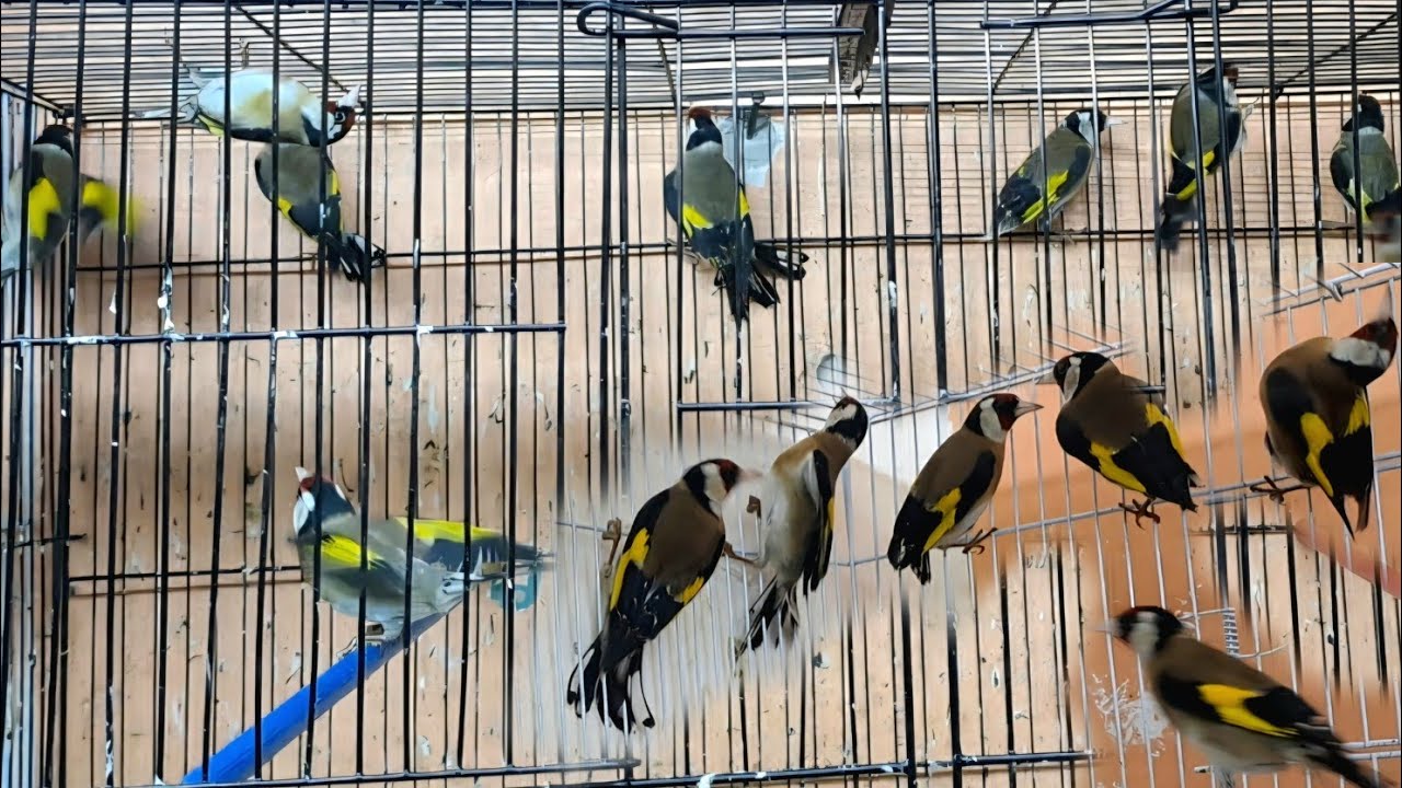 زيارة عند شوقي🔥 الحسون 🐦 🇲🇦 اليوم السبت 2026/3/7#المغرب_مغربنا #سوق_القريعة #الدار_البيضاء