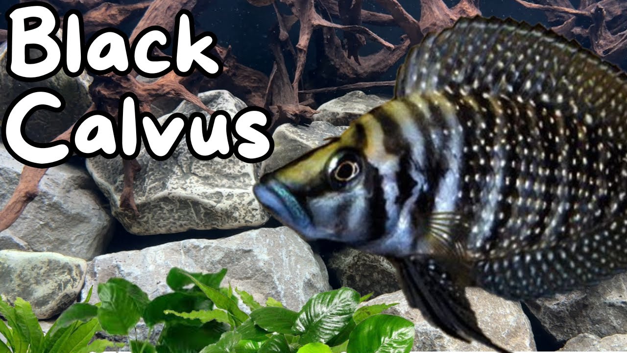 Lake Tanganyika Aquarium with Piano Music 3 Hours
